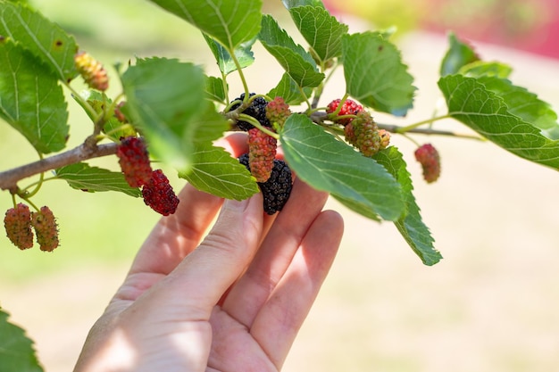 A woman picks a ripe black mulberry harvesting berries in the garden