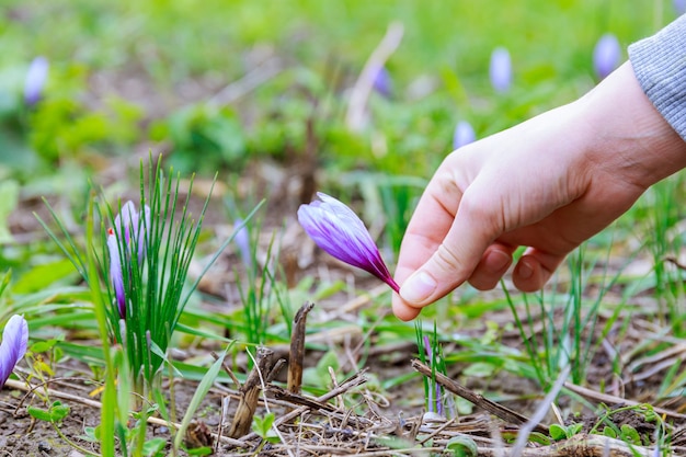 Woman picks saffron flowers. Saffron flowers on a saffron field during flowering.