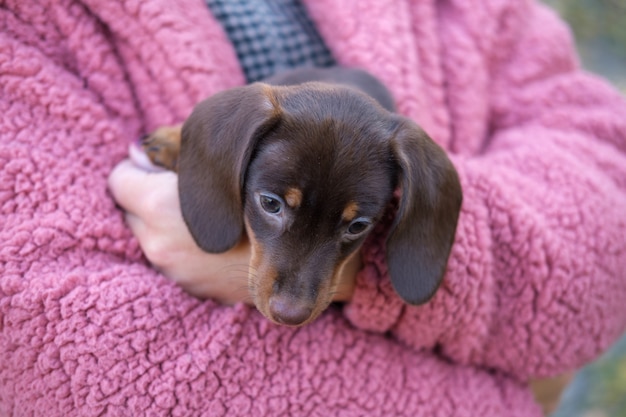 Woman in pink fur coat holding dachshund puppy