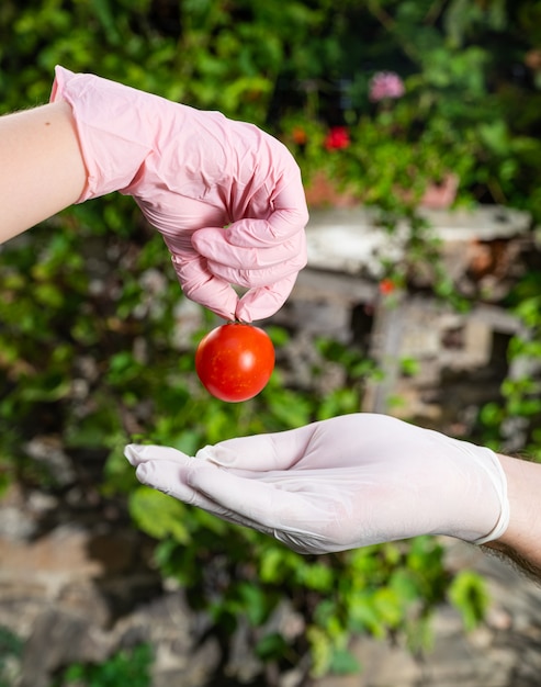 Woman in pink gloves giving tomato to a man in white gloves