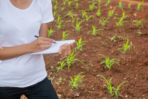 女性の植物研究者は、トウモロコシの実生の畑で確認し、メモを取っています。