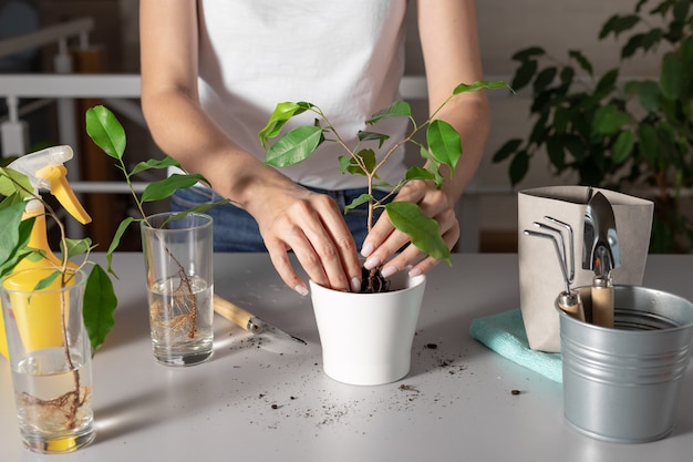 白い鉢に若い観葉植物を植える女性