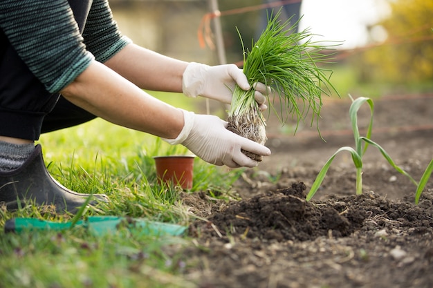 Woman planting chive at her huge garden during lovely spring season, gardening concept