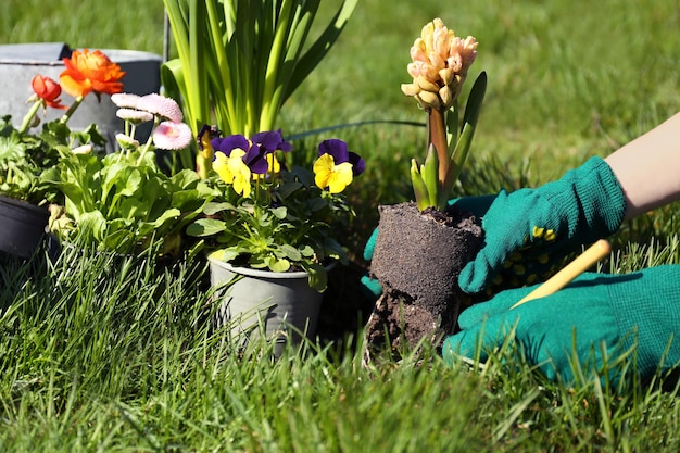 Woman planting flowers in garden