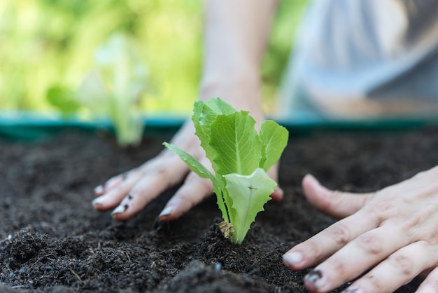 家の庭にレタスを植える女性