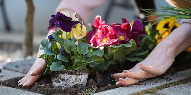 Woman planting pansy flowers