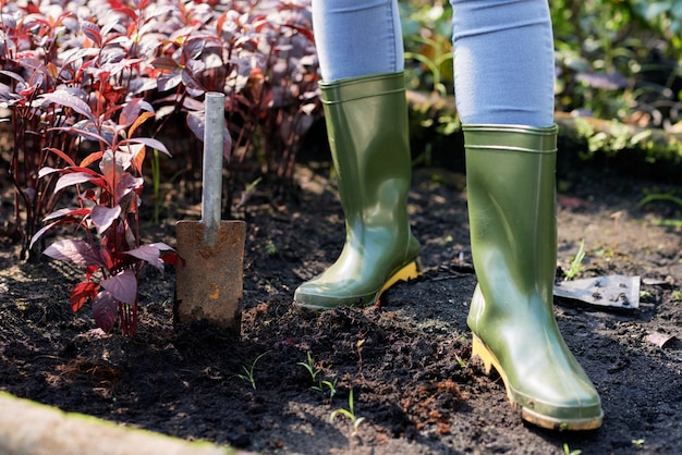 Woman planting red amaranth