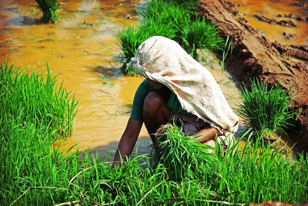 Woman planting rice