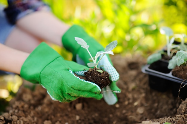 Donna che pianta le piantine a letto nel giardino al giorno soleggiato di estate