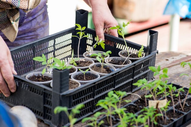 カップに苗を植える女性