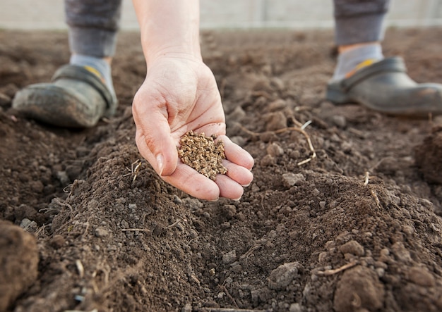 Photo woman planting seeds in the ground