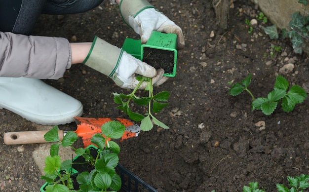 Woman planting strawberries