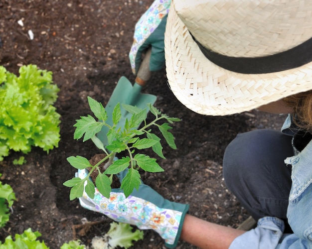 Woman planting tomato 