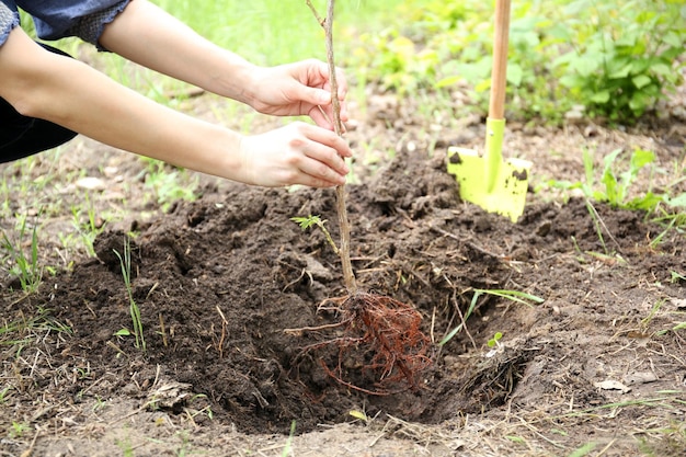 Woman planting tree