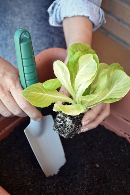 シャベルで家で野菜を植える女