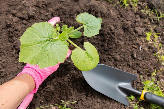 Woman planting a young seedling of zucchini or cucumber in a pot