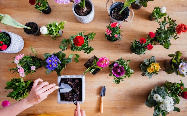 The woman plants a beautiful flowers in small pots