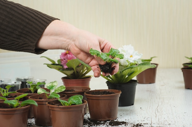 Woman plants a houseplant