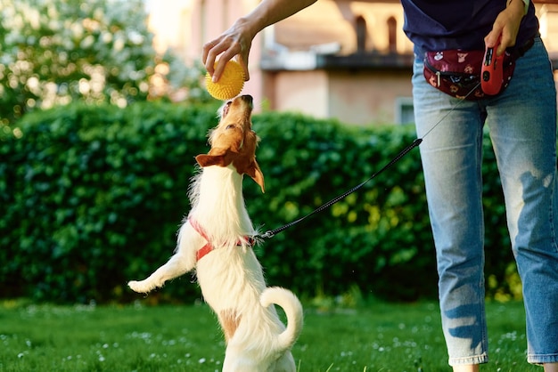 公園で犬と遊ぶ女性