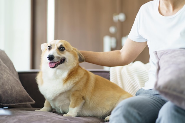 Woman playing with her dog at home lovely corgi on sofa in living room