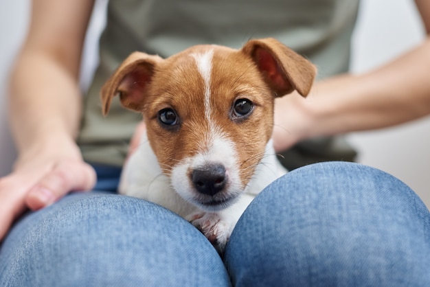 ジャックラッセルテリアの子犬犬と遊ぶ女性。飼い主とペットの良好な関係と友情