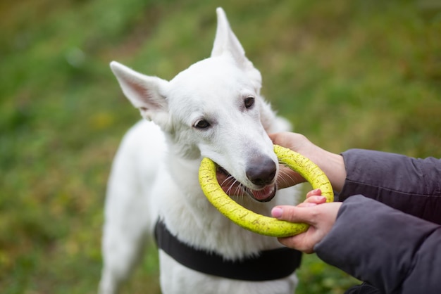 A woman plays with a white Swiss Shepherd dog