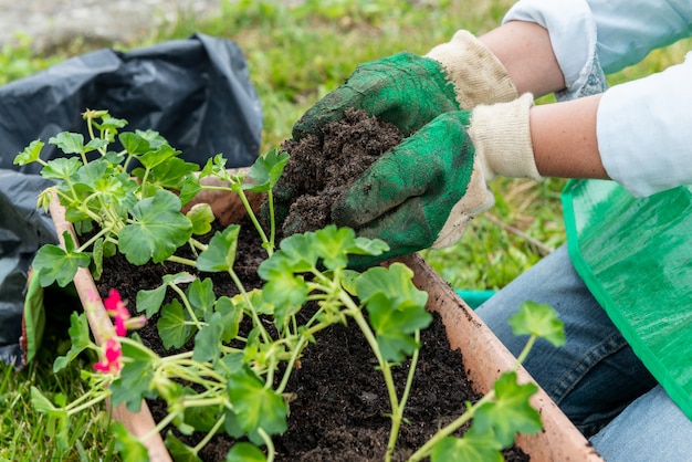 Woman potting geranium flowers