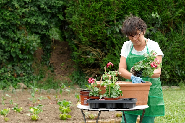 ゼラニウムの花を植える女性