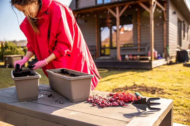 Woman preparing onion bulbs for planting in a pot during early spring outdoors