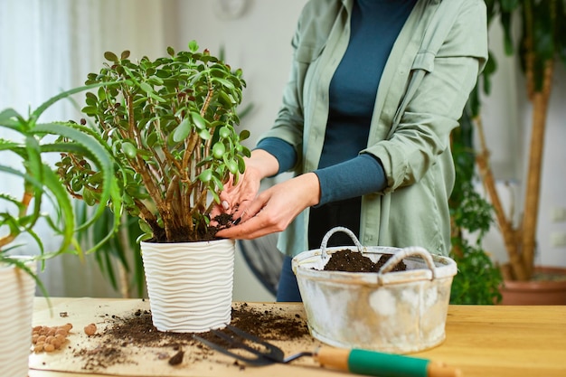 섬유질 토양을 손으로 놓는 여성, 집에 있는 새 화분에 Crassula 식물 이식