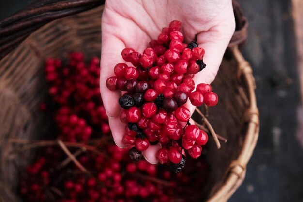 A woman in a red jacket collects red viburnum berries in a basket