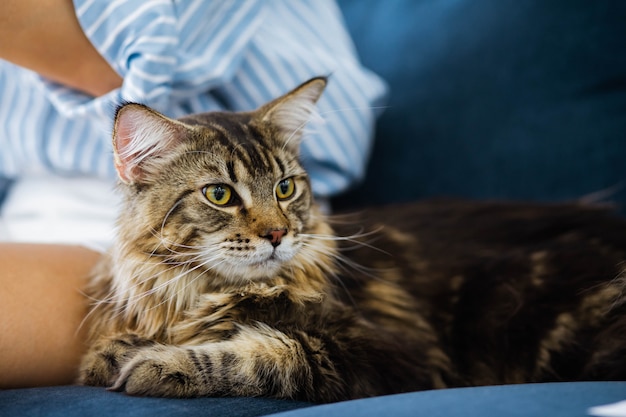 Foto donna che si rilassa sul divano di casa e coccole il suo bellissimo gatto maine coon a pelo lungo