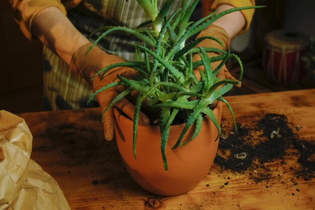 アロエベラ観葉植物を植え替える女性