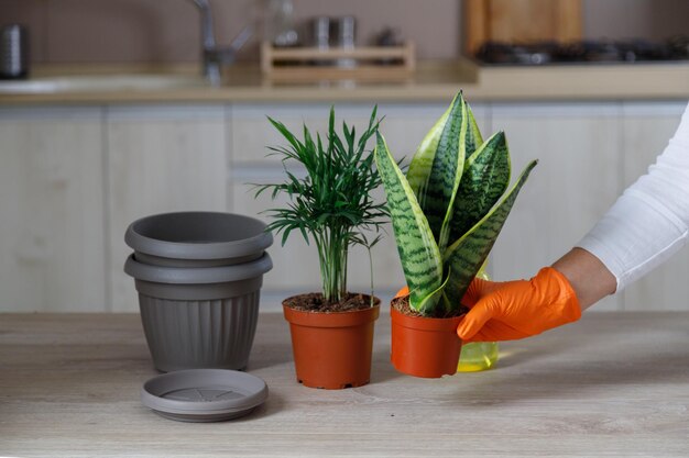 Woman replanting flowers in a new grey pots the houseplant transplant at home