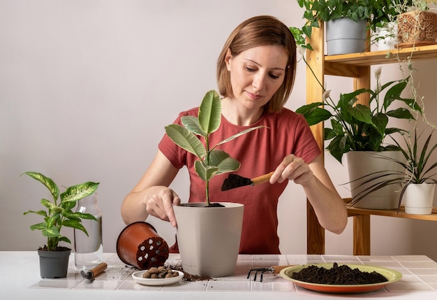 若いイチジク植物を新しい植木鉢に植え替える女性鉢植えの屋内植物の世話をする若い美しい女性趣味を従事する