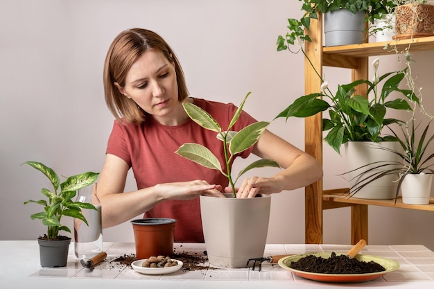 若いイチジク植物を新しい植木鉢に植え替える女性鉢植えの屋内植物の世話をする若い美しい女性趣味を従事する