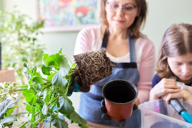 女性は、大きな鉢に観葉植物の花のペラルゴニウムを植え替え、根のある土の塊のクローズアップをします。屋内鉢植えの栽培と手入れ。趣味とレジャー、家庭菜園