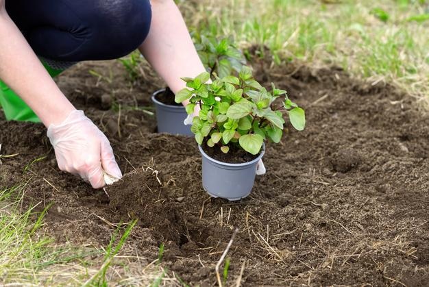 庭で新鮮なミントを植え替える女性