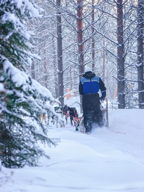 Woman riding husky dogs sleigh in Rovaniemi, Lapland in winter Finnish forest
