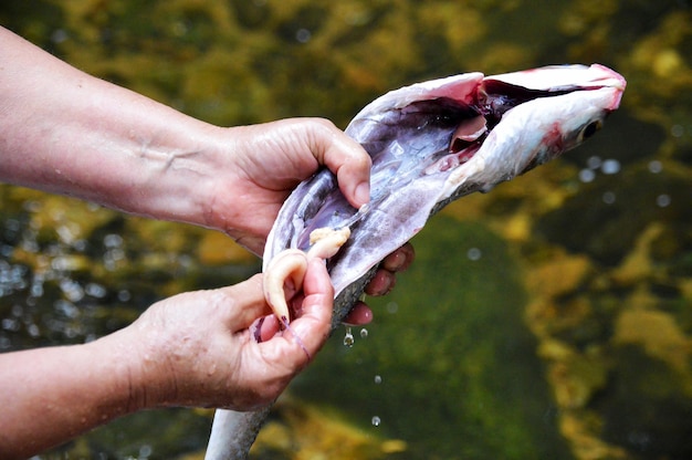 生の魚を掃除する女性の手