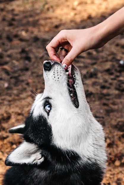 A woman's hand feeds a Siberian Husky dog with dry meat food in nature