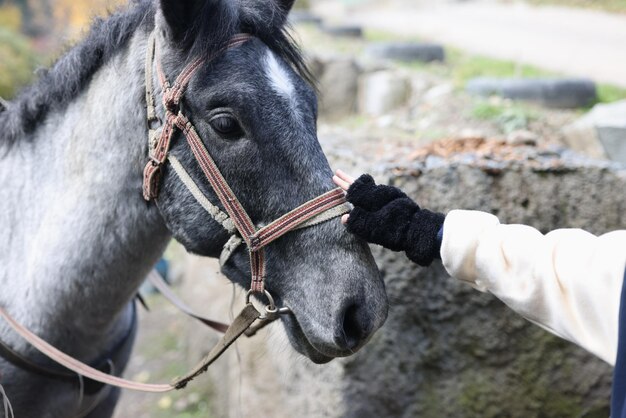 Woman's hand in glove touches head of gray horse closeup