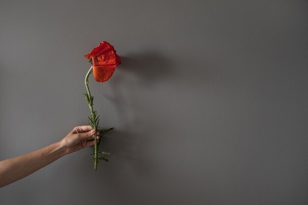 女性の手は灰色の壁の背景に赤いケシの花を保持します 審美的なミニマリストの花の組成