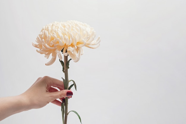 Woman's hand holding beautiful flower