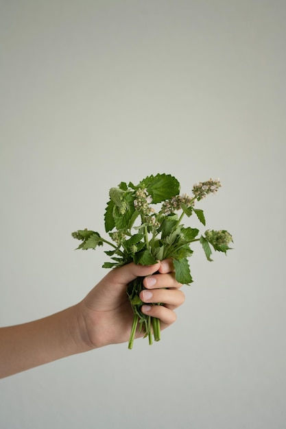 Foto la mano della donna che tiene un mazzo di piante su uno sfondo grigio