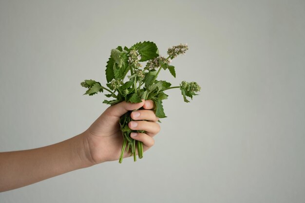 Foto la mano della donna che tiene un mazzo di piante su uno sfondo grigio