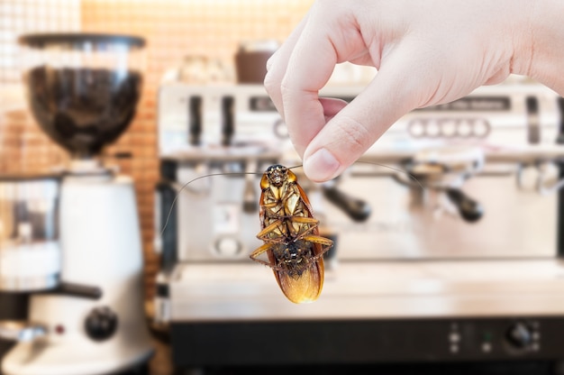 新鮮なコーヒーマシンにゴキブリを持っている女性の手