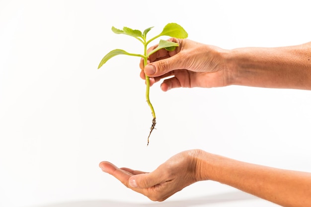 Photo woman's hand holding planet with rooted plant for in vegetable garden earth day concept