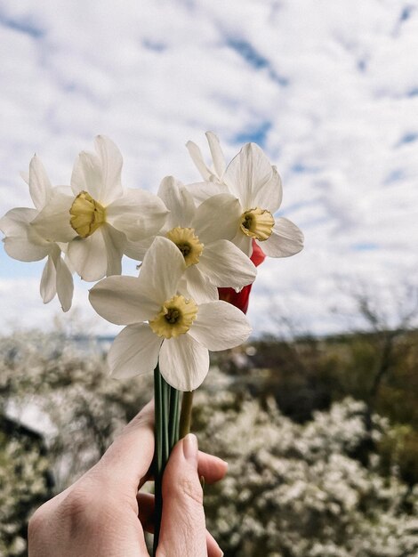 女性の手は庭の桜の花の背景にナスリスの花束を握っています 最初の春の花