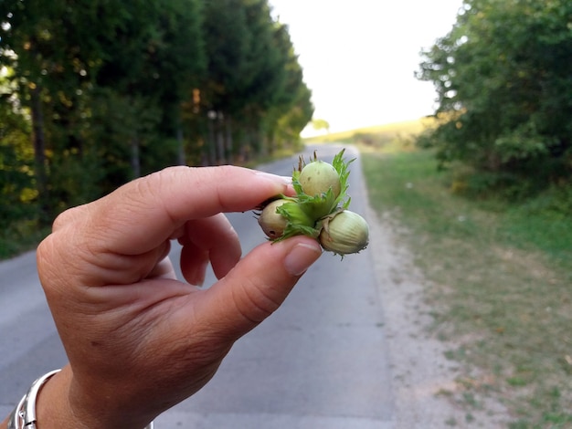 the woman's hand holds a freshly-harvested hazelnut